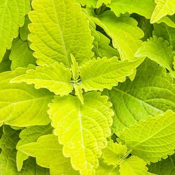 Coleus