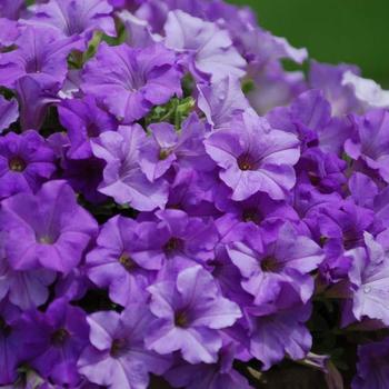 Surfinia® 'Heavenly Blue'