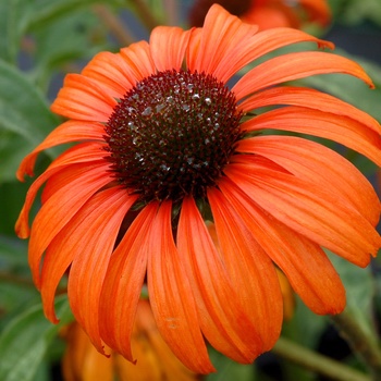 Coneflower Coneflower