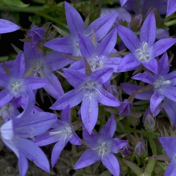 Bellflower