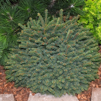 'Elegans' Dwarf Norway Spruce 'Elegans' Dwarf Norway Spruce