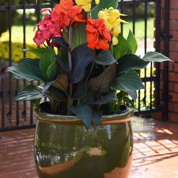 Cannova&reg; Bronze Orange