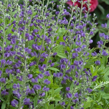 False Indigo False Indigo