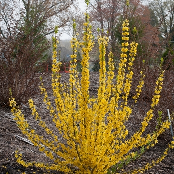 Show Off Starlet® Forsythia Show Off Starlet® Forsythia