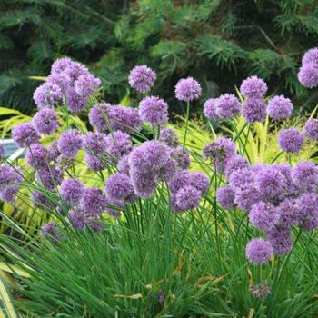 Ornamental Onion Ornamental Onion