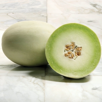 Melon