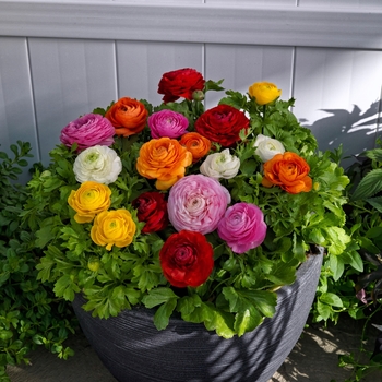 'Bloomingdale II Mix' Persian Buttercup