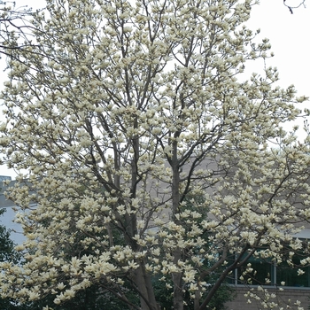 'Elizabeth' 'Elizabeth'