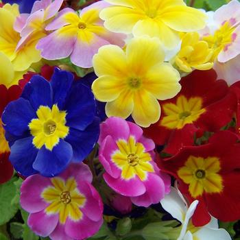 Primrose