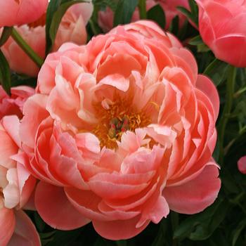 Garden Peony Garden Peony