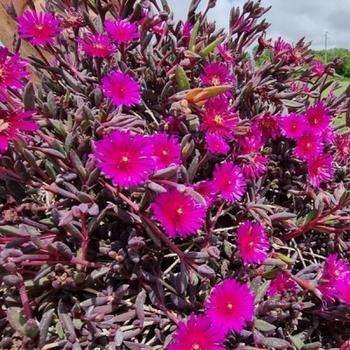 Ice Plant