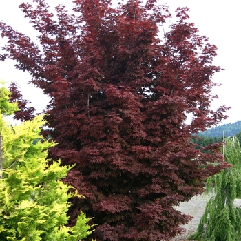 'Twombly's Red Sentinel' Japanese Maple 'Twombly's Red Sentinel' Japanese Maple
