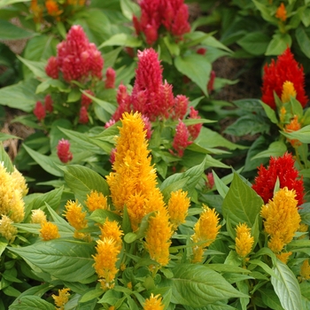 Celosia Celosia