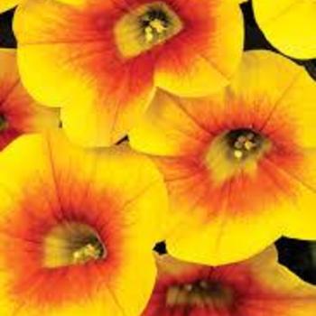Calibrachoa