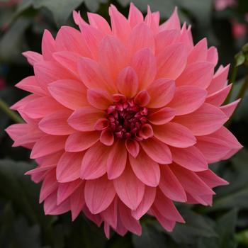 Dahlia Dahlia