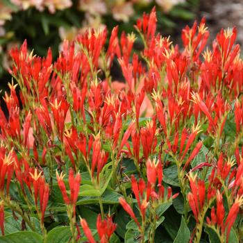'Ragin Cajun' Indian Pink