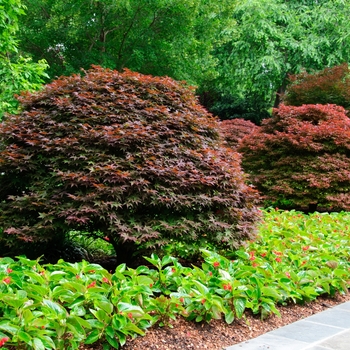 'Rhode Island Red' Japanese Maple 'Rhode Island Red' Japanese Maple