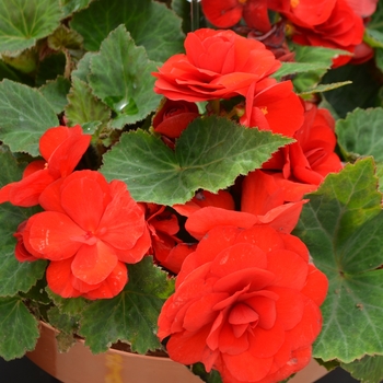Begonia, Nonstop&reg;