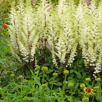 False Spirea