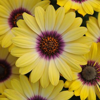 Osteospermum Osteospermum