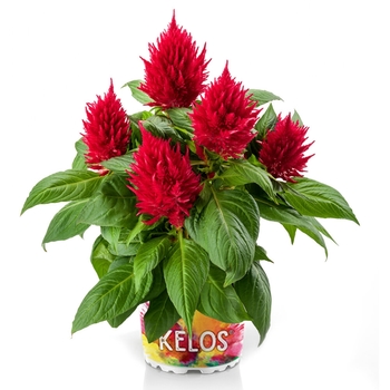 Kelos&reg; Fire Scarlet