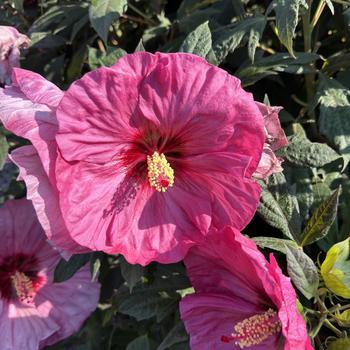 Summerific® 'Berry Awesome'