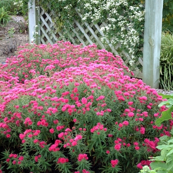 'Alma Potschke'