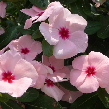 Vinca Vinca