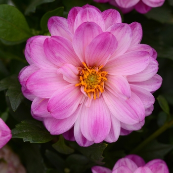 Dahlia  Dahlia