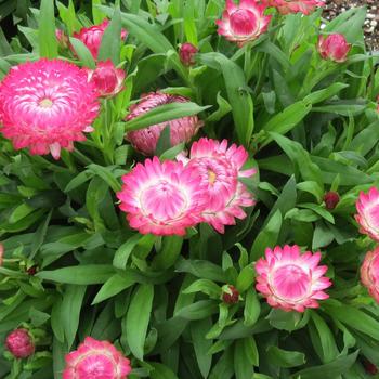 Granvia Pink Strawflower