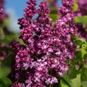 'Virtual Violet™' Lilac