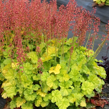 Coral Bells