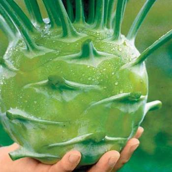 Kohlrabi