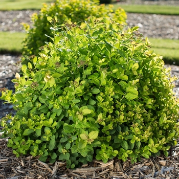 'Pink Sparkler™' Birchleaf Spirea