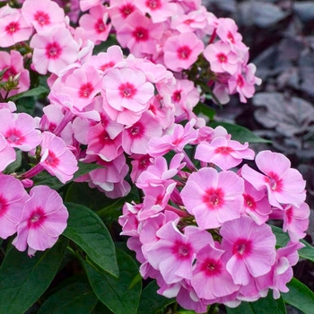 Garden Phlox