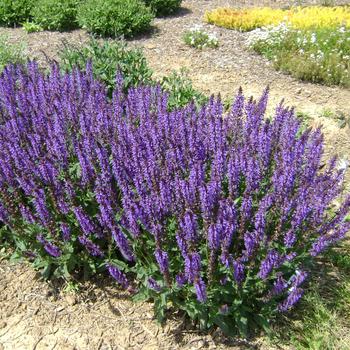 Meadow Sage