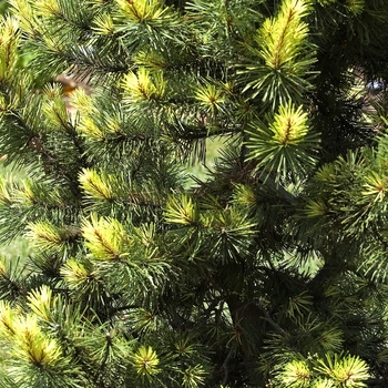 'Taylor's Sunburst' Lodgepole Pine