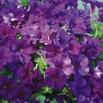 Surfinia® Purple Majesty