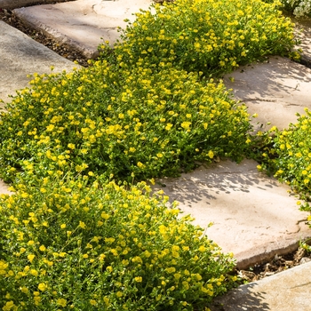 Mecardonia Mecardonia