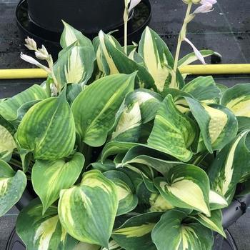 Plantain Lily