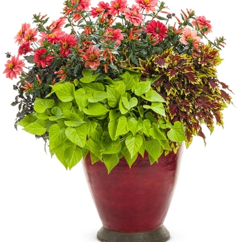 ColorBlaze® Coleus ColorBlaze® Coleus