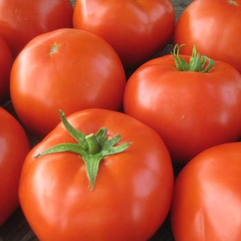 Tomato Tomato