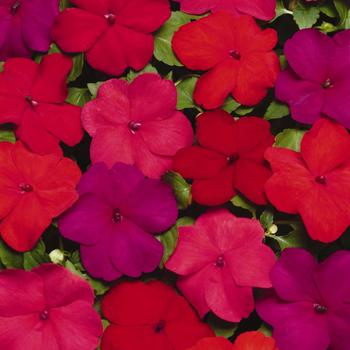 Impatiens