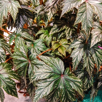 Begonia, Rex Begonia, Rex