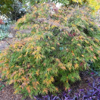 'Waterfall' Laceleaf Japanese Maple