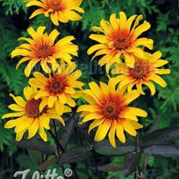 False Sunflower