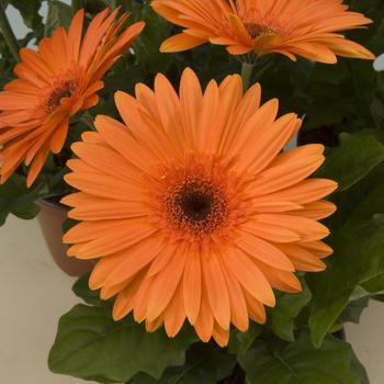 Gerber Daisy Gerber Daisy