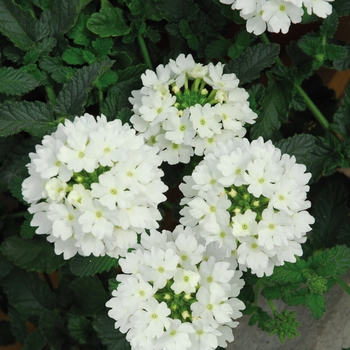 Verbena