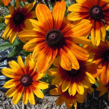 Sunbeckia&reg; 'Luna'