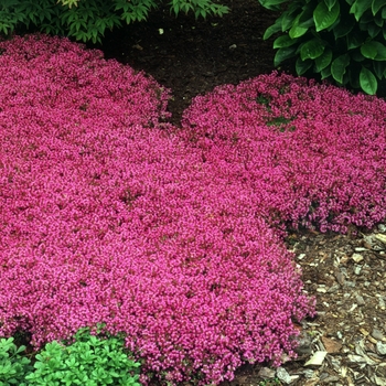 Red Creeping Thyme